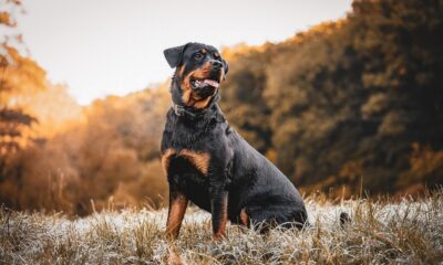 Rottweiler családi eb