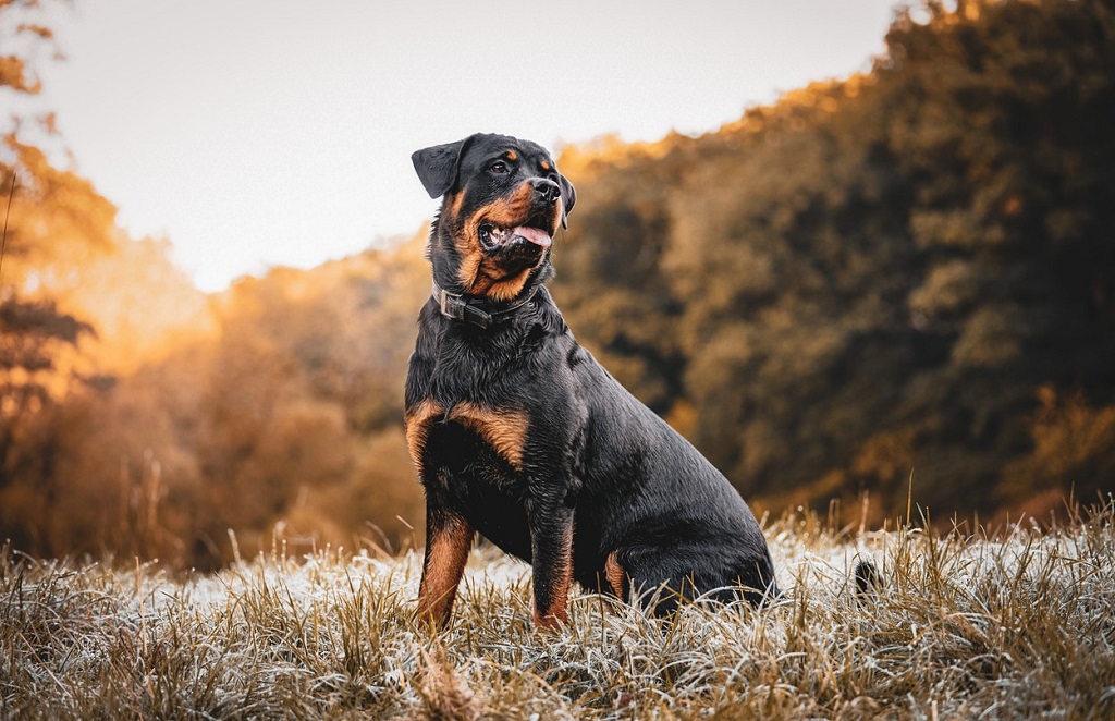 Rottweiler családi eb